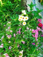 IMG-20190811-WA0065.jpg