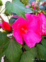 IMG-20190811-WA0064.jpg