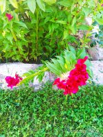IMG-20190811-WA0063.jpg