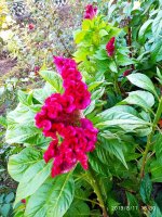 IMG-20190811-WA0061.jpg