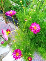 IMG-20190811-WA0060.jpg
