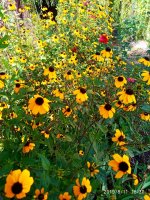IMG-20190811-WA0059.jpg