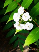 IMG-20190811-WA0058.jpg