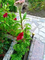 IMG-20190811-WA0055.jpg