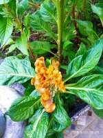 IMG-20190811-WA0053.jpg