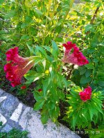 IMG-20190811-WA0051.jpg