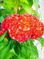 IMG-20190811-WA0050.jpg