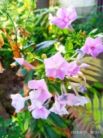 IMG-20190811-WA0047.jpg
