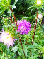 IMG-20190811-WA0048.jpg