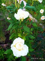 IMG-20190811-WA0046.jpg