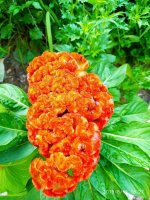 IMG-20190811-WA0045.jpg
