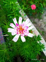 IMG-20190811-WA0044.jpg