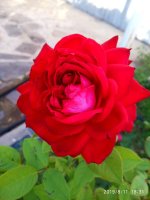 IMG-20190811-WA0041.jpg