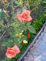 IMG-20190811-WA0040.jpg