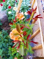 IMG-20190811-WA0038.jpg