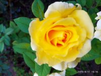 IMG-20190811-WA0035.jpg
