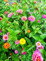 IMG-20190811-WA0033.jpg