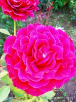 IMG-20190811-WA0032.jpg