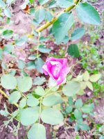 IMG-20190811-WA0030.jpg