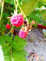 IMG-20190811-WA0081.jpg