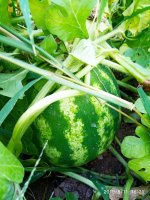 IMG-20190811-WA0080.jpg
