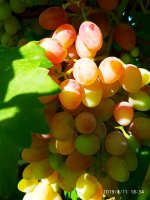 IMG-20190811-WA0082.jpg