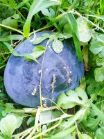 IMG-20190811-WA0085.jpg