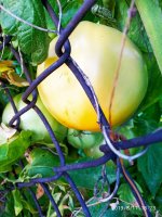 IMG-20190811-WA0086.jpg