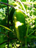 IMG-20190811-WA0087.jpg