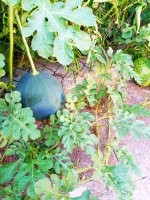 IMG-20190811-WA0092.jpg