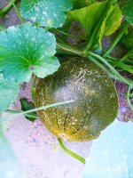 IMG-20190811-WA0096.jpg