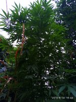 IMG-20190814-WA0009.jpg