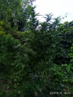 IMG-20190814-WA0007.jpg