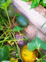 IMG-20190815-WA0005.jpg