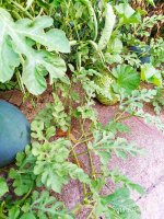 IMG-20190815-WA0001.jpg