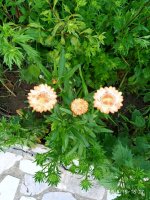 IMG-20190815-WA0026.jpg