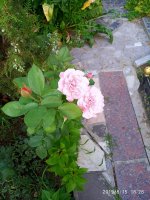 IMG-20190815-WA0025.jpg