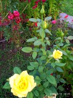 IMG-20190815-WA0024.jpg