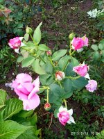 IMG-20190815-WA0023.jpg