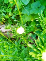 IMG-20190815-WA0022.jpg