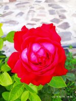 IMG-20190815-WA0021.jpg
