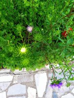 IMG-20190815-WA0020.jpg