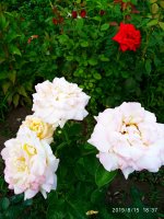 IMG-20190815-WA0019.jpg