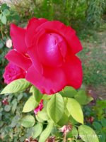 IMG-20190815-WA0018.jpg