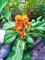 IMG-20190815-WA0016.jpg