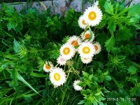 IMG-20190815-WA0015.jpg
