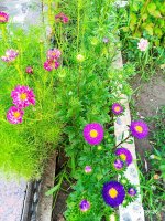 IMG-20190815-WA0012.jpg