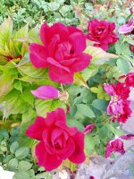 IMG-20190815-WA0011.jpg