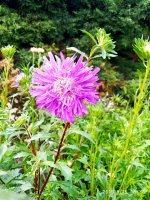 IMG-20190815-WA0009.jpg