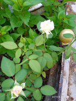 IMG-20190815-WA0008.jpg